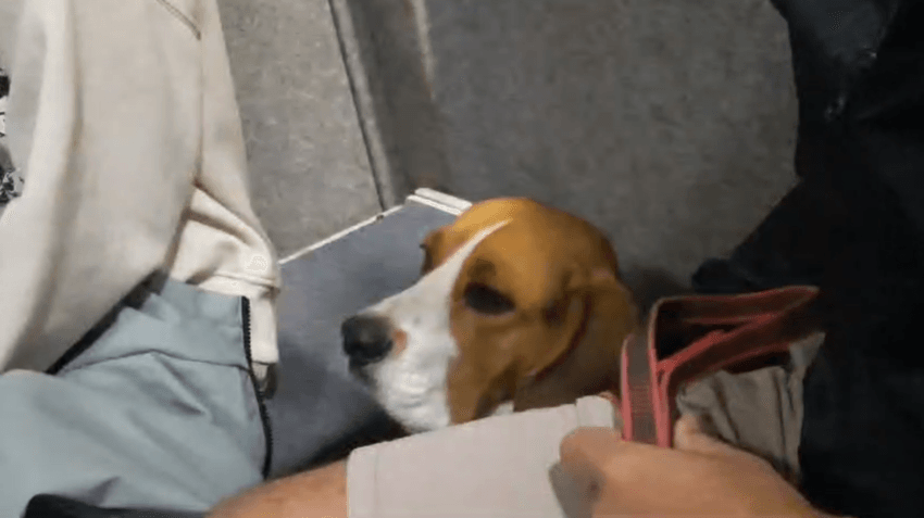 Otto sentando y mirando al frente en el funicular de Bulnes, en Asturias