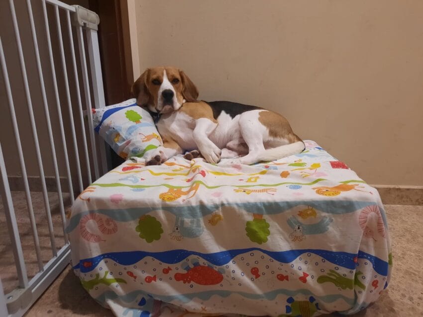 Otto solo en casa tumbado en su cama