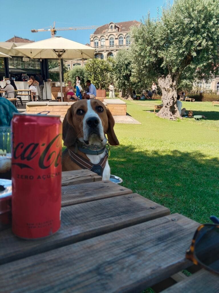 Otto , un perro de raza beagle sentando en el parque de las Oliveiras, mirando a una persona y de fondo el parque y una iglesia. Oporto con perro