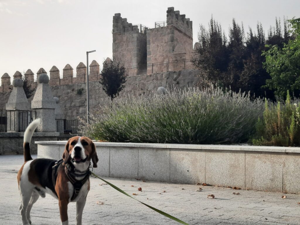 Otto un perro de raza de Beagle mirando a la cámara y de fondo está el parque y la muralla de Ávila. Ávila con perro