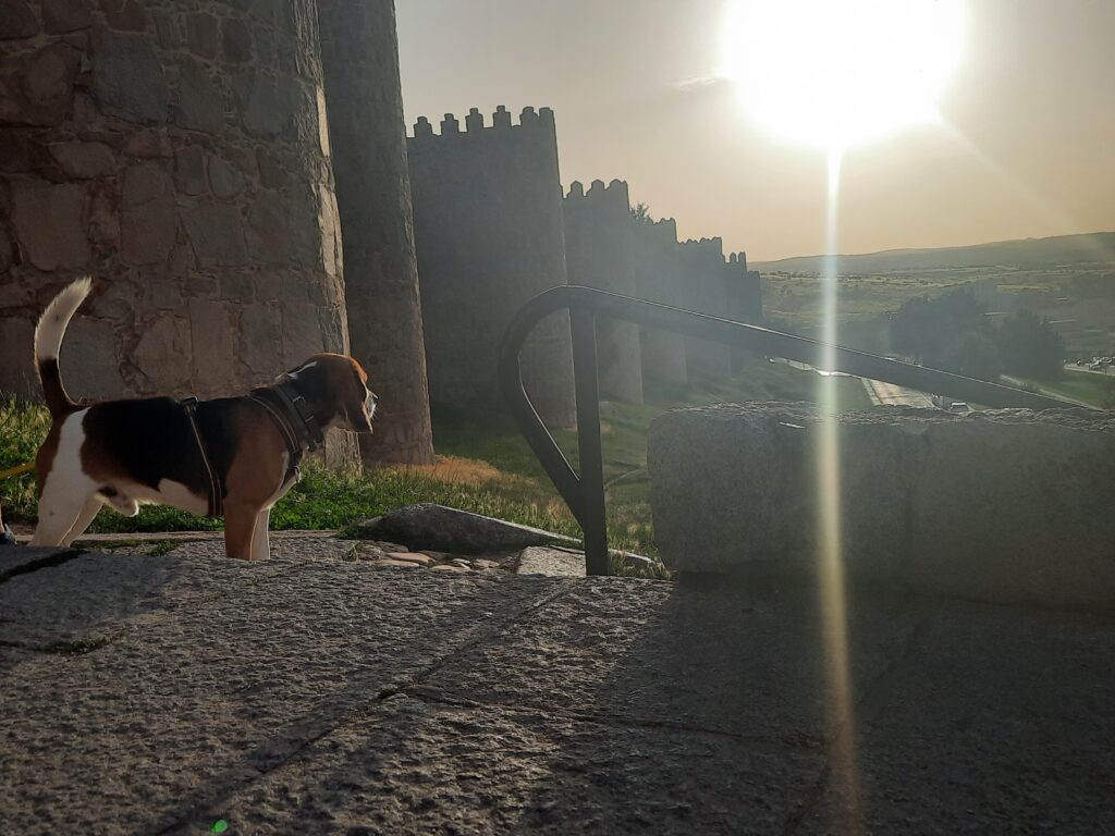 Otto, un perro de raza Beagle en su pose normal mirando al frente con el sol arriba y la muralla de fondo a la izquierda por la tarde. Ávila con perro