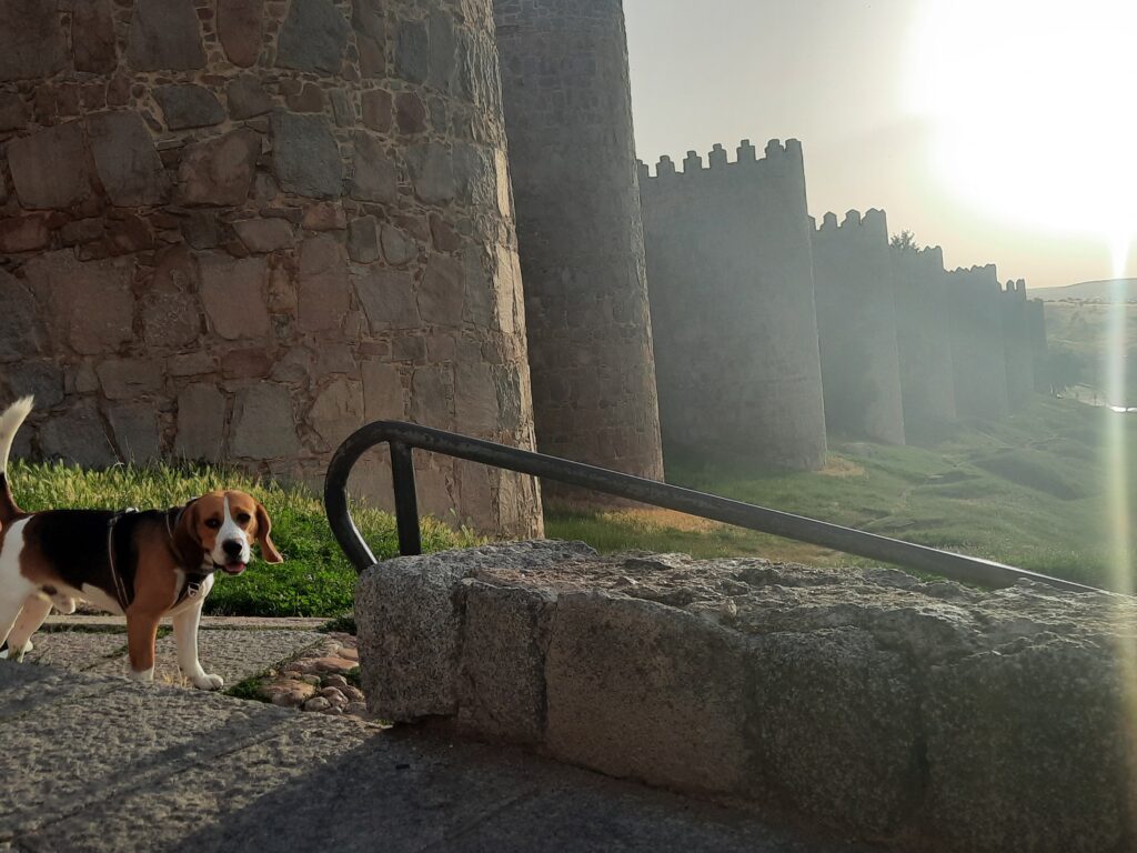 Otto, un perro de raza Beagle en su pose normal mirando a la cámara, cansado con el sol arriba y la muralla de fondo a la izquierda por la tarde. Ávila con perro