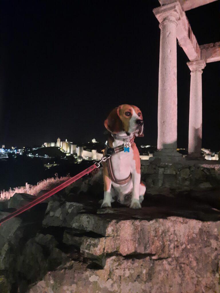 Otto, un perro de raza Beagle en Humilladero de los cuatro postes en Ávila por la noche y observando hacia delante. Ávila con perro