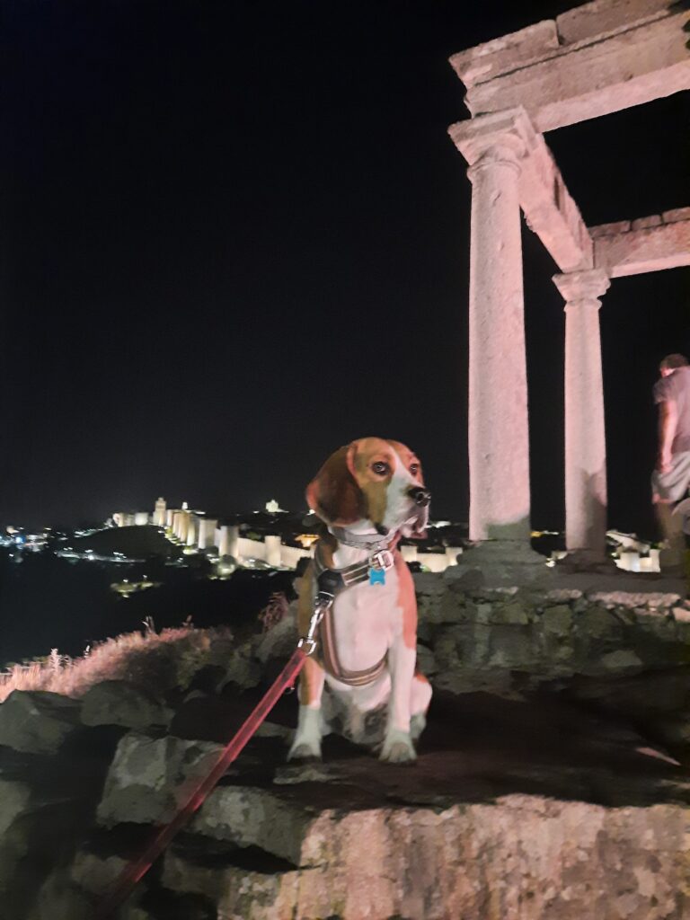 Otto, un perro de raza Beagle en Humilladero de los cuatro postes en Ávila por la noche y observando hacia delante. Ávila con perro