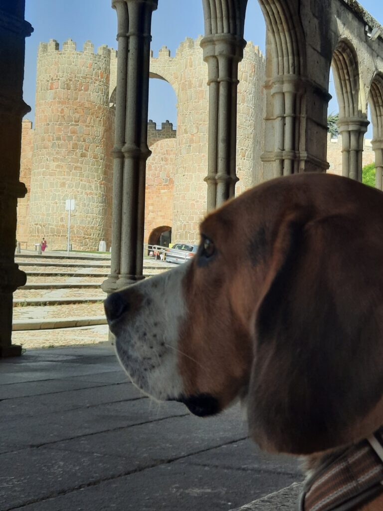 Otto, un perro de raza beagle mirando al frente, dentro de unas columnas de una catedral. Ávila con perro