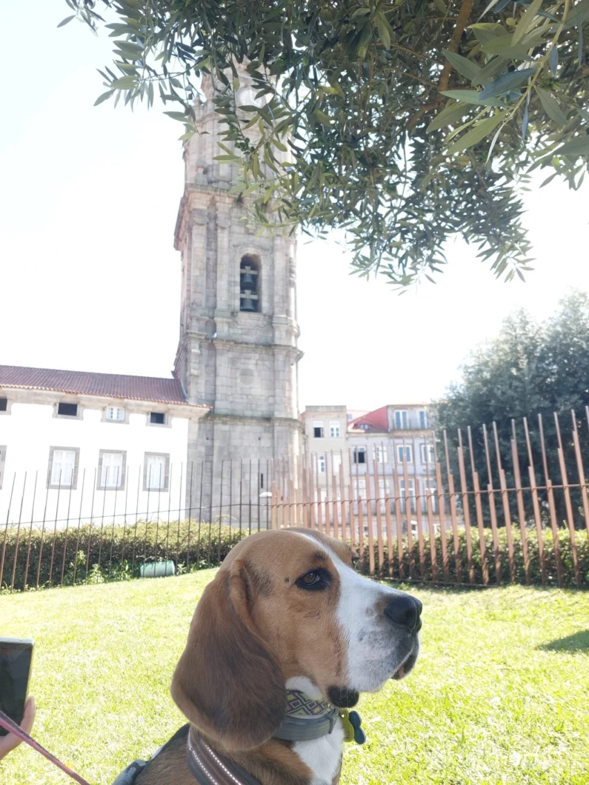Otto, un perro de raza beagle sentado en el parque las Oliveiras y de fondo una torre. Oporto con perro