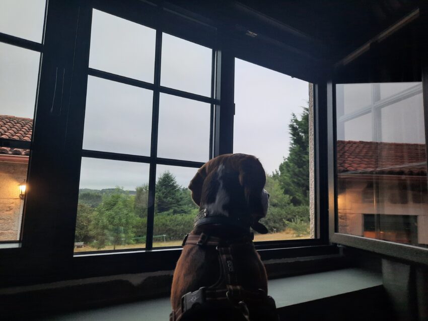Otto, un perro de raza Beagle mirando por la ventana en un Hotel del Camino de Santiago