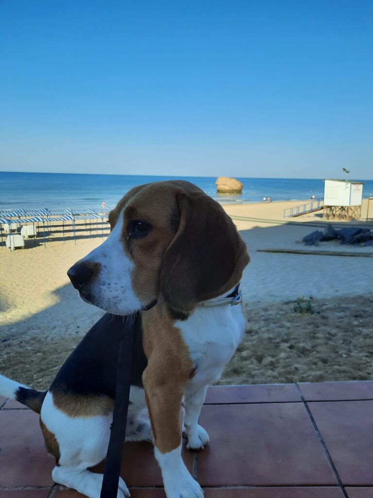 Otto en la playa.Socialización de perros
