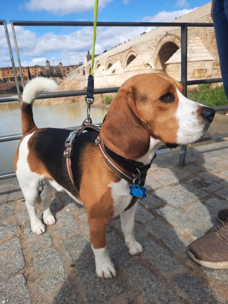 Otto en el Puente Romano,con la cola hacia delante.Entender a mi perro