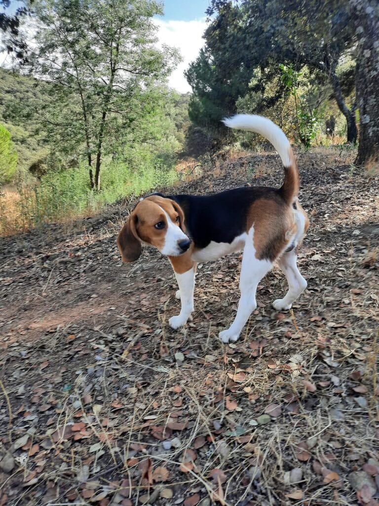 Otto en el campo mirando al lado.Entender a mi perro