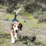 Otto en el campo de ruta, haciendo caso al comando "ven" educar a un cachorro