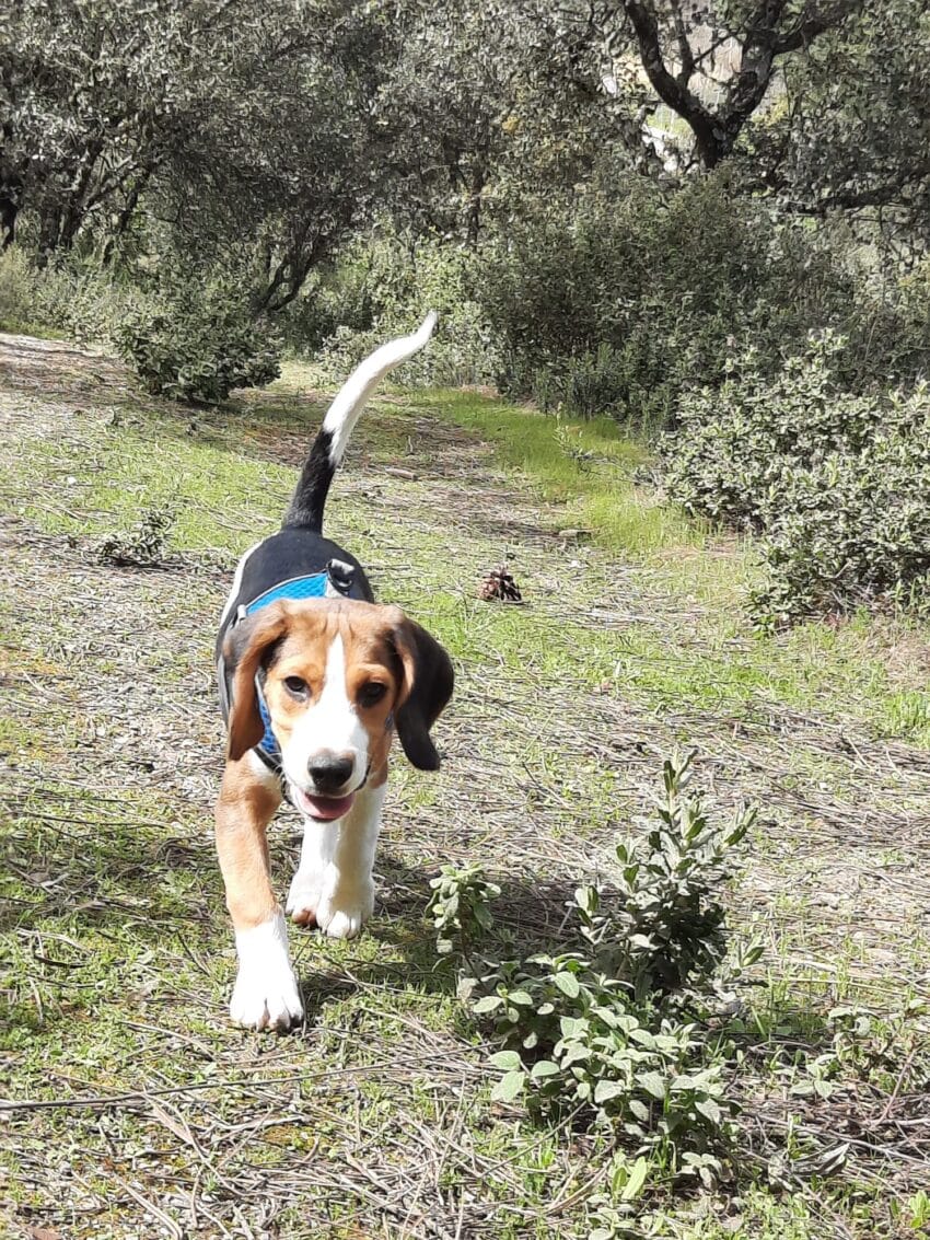 Otto en el campo de ruta, haciendo caso al comando "ven" educar a un cachorro