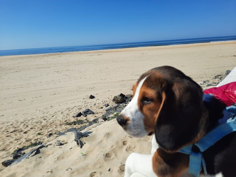 Otto cachorro en la playa de matalascañas, educado y relajado.Educar a un cachorro