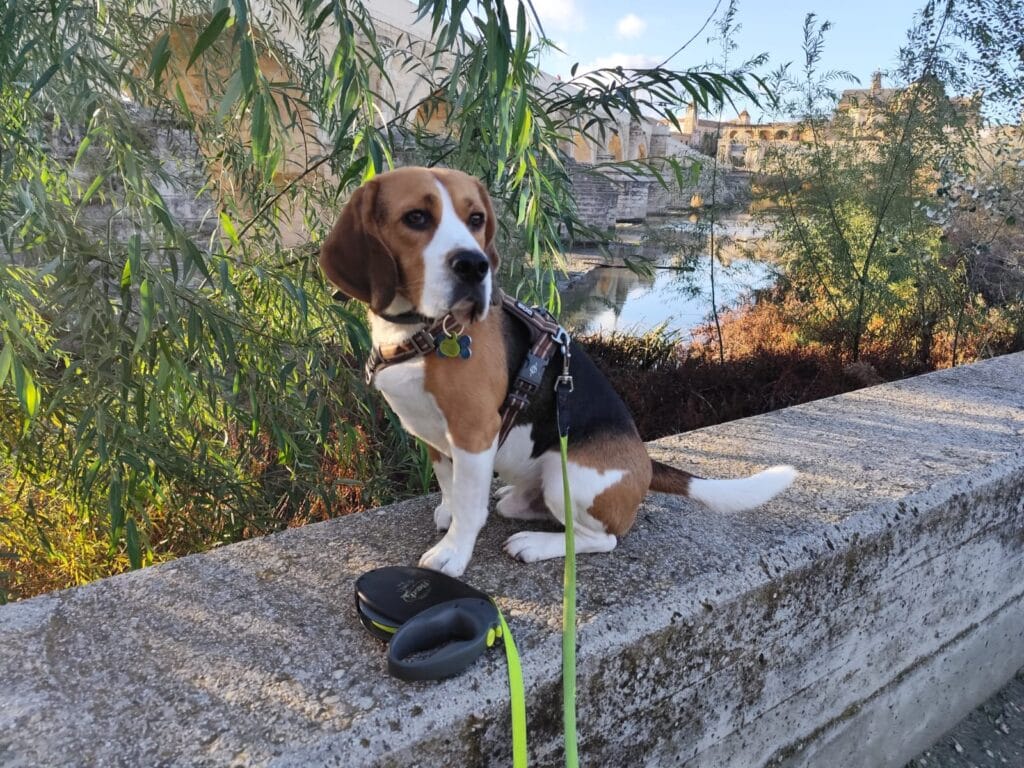 Otto sentado en un bordillo, en el Puente Romano de Córdoba