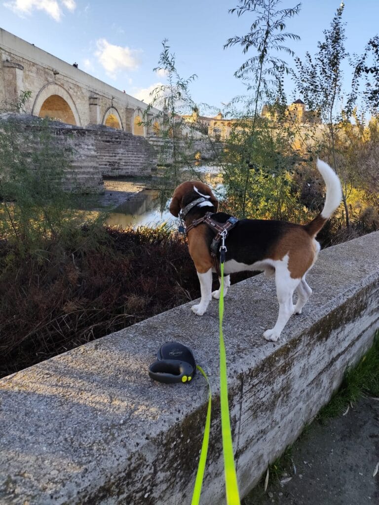 Otto sentado con una correa para perros extensible o retráctil