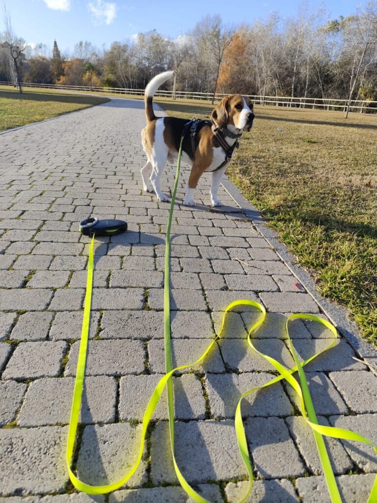 Otto con una correa para perros extensible o retráctil amarilla