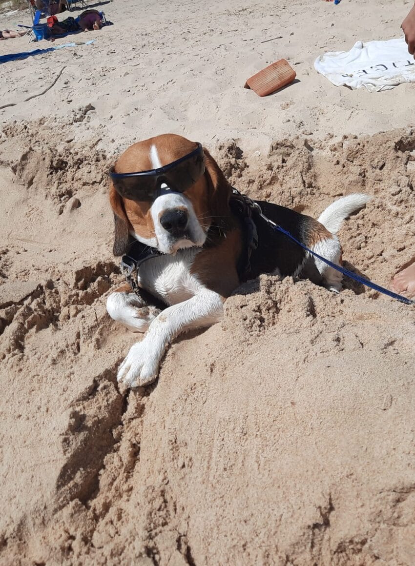 Otto en la playa con una correa de adiestramiento azul