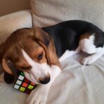 Otto en el sofá mordiendo un cubo de rubik