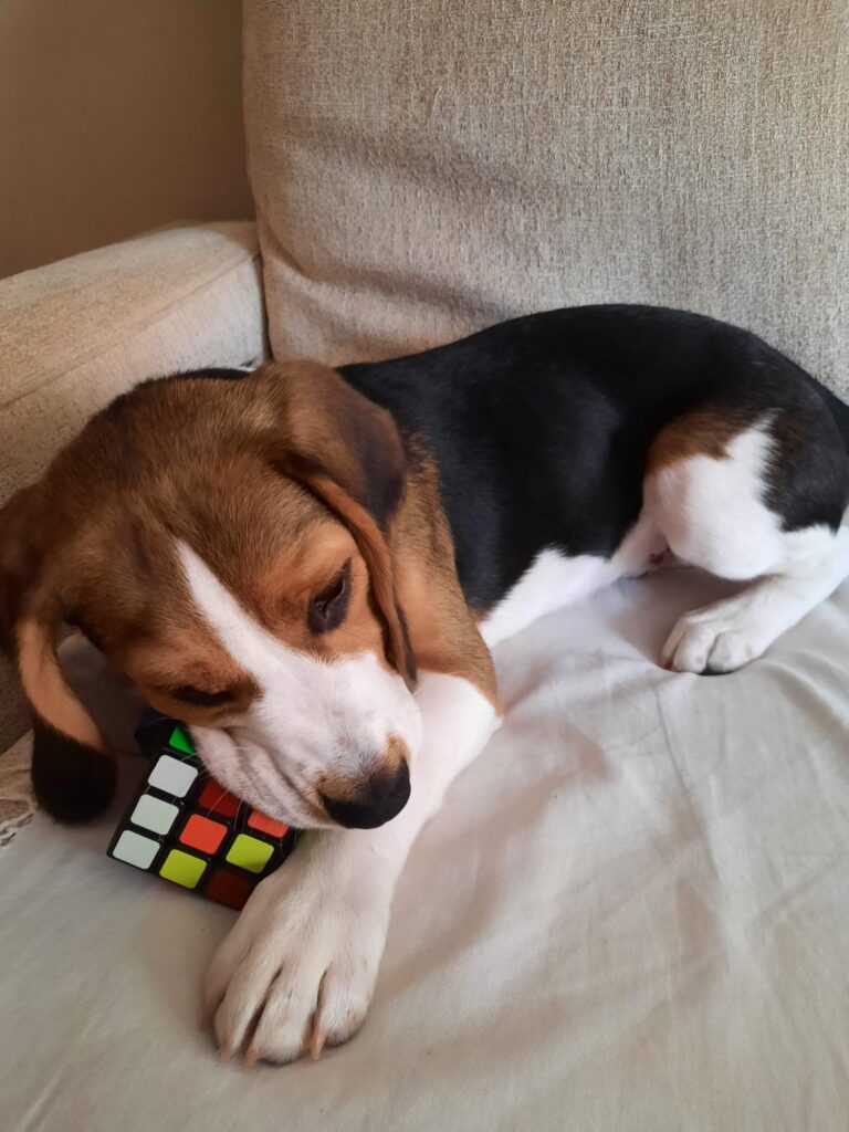 Otto en el sofá mordiendo un cubo de rubik