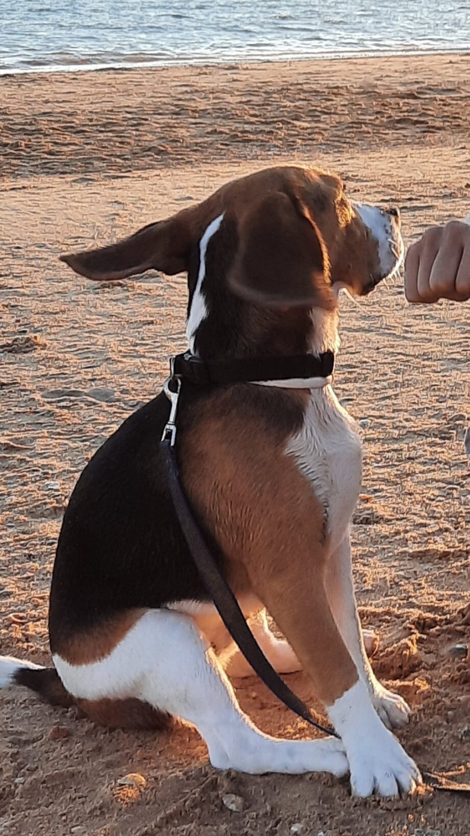 Otto sentado, una forma de adiestrar a tu perro