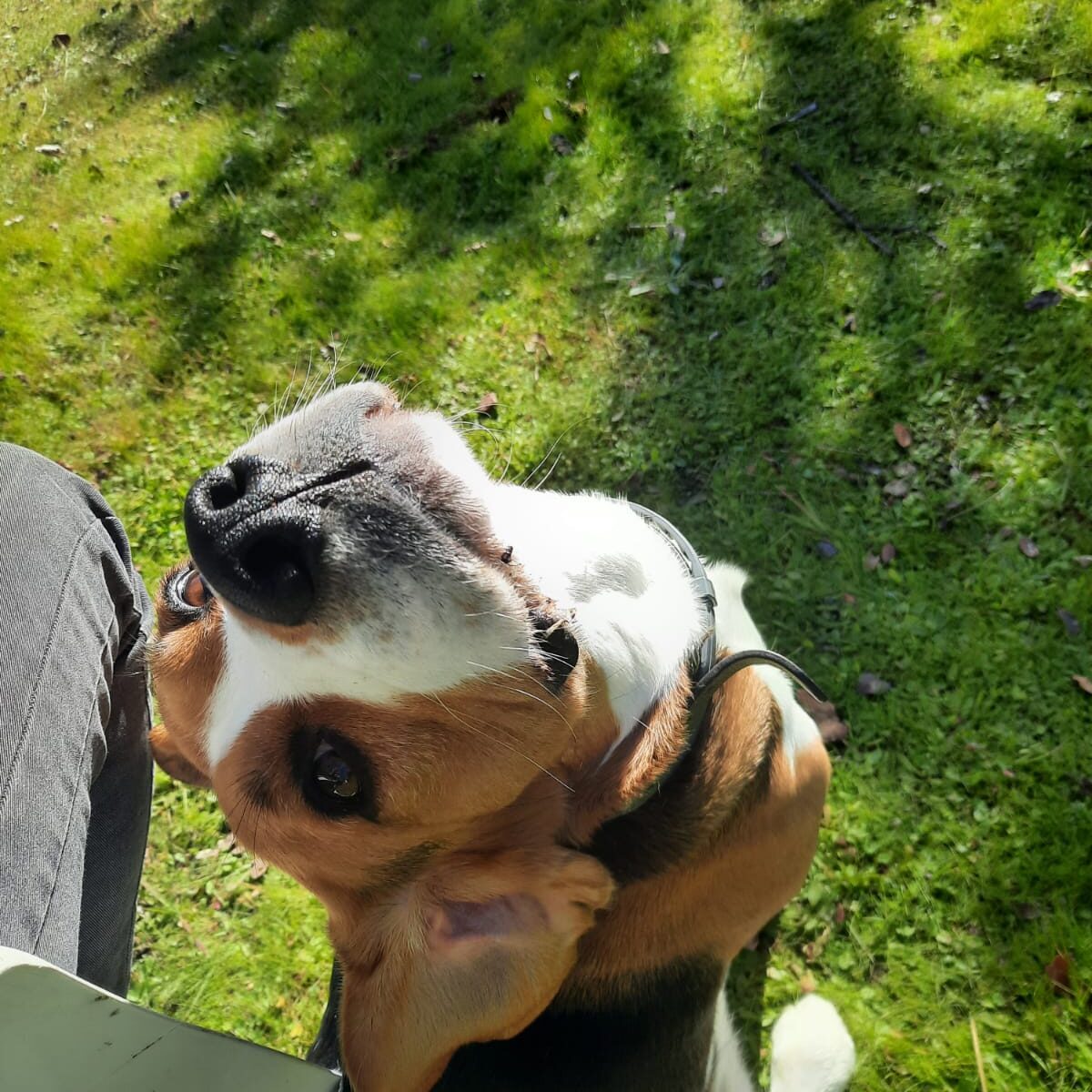 Otto mirando a una persona, haciendo caso al comando "Mira", para adiestrar a tu perro